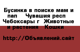 Бусинка в поиске мам и пап. - Чувашия респ., Чебоксары г. Животные и растения » Кошки   